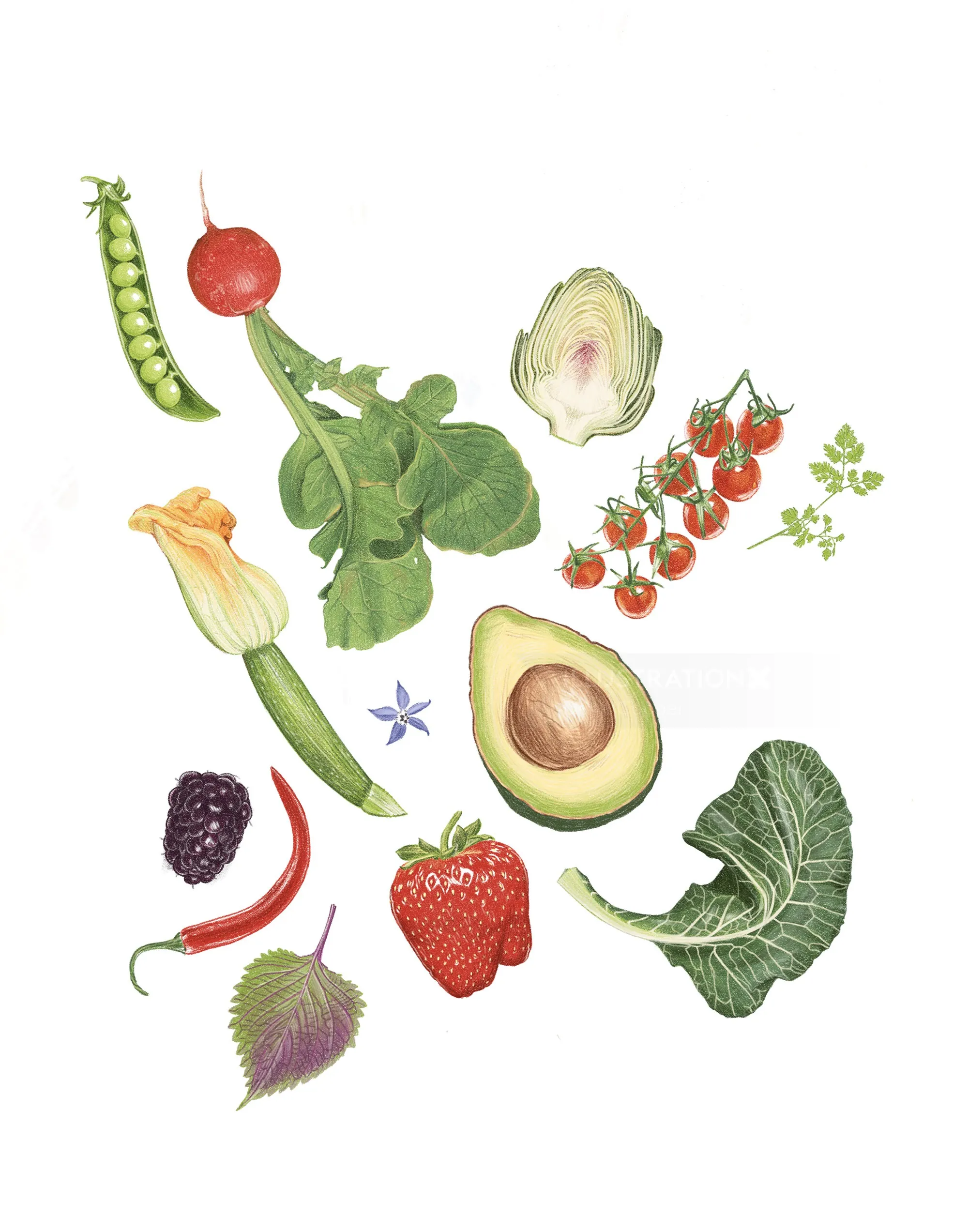 Illustrated collage of various fruits and vegetables on white background