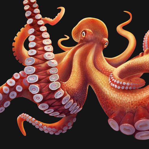 Illustration of the Giant Pacific octopus