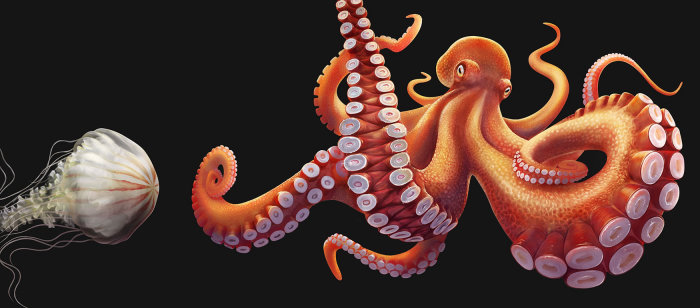 Illustration of the Giant Pacific octopus
