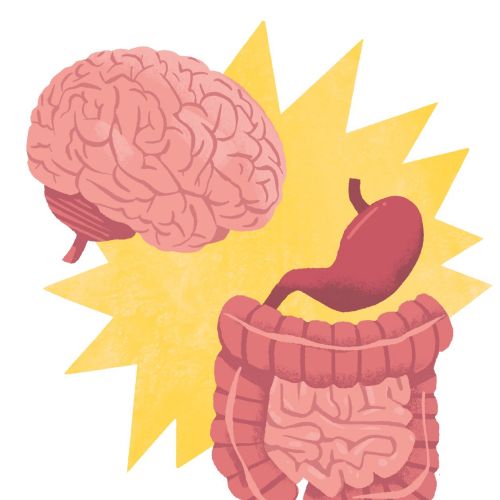Illustration of human brain and digestive system by Drew Bardana
