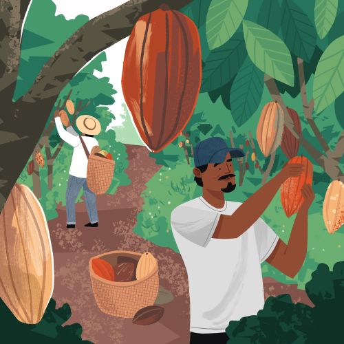 Two people harvesting cacao pods from trees by Drew Bardana