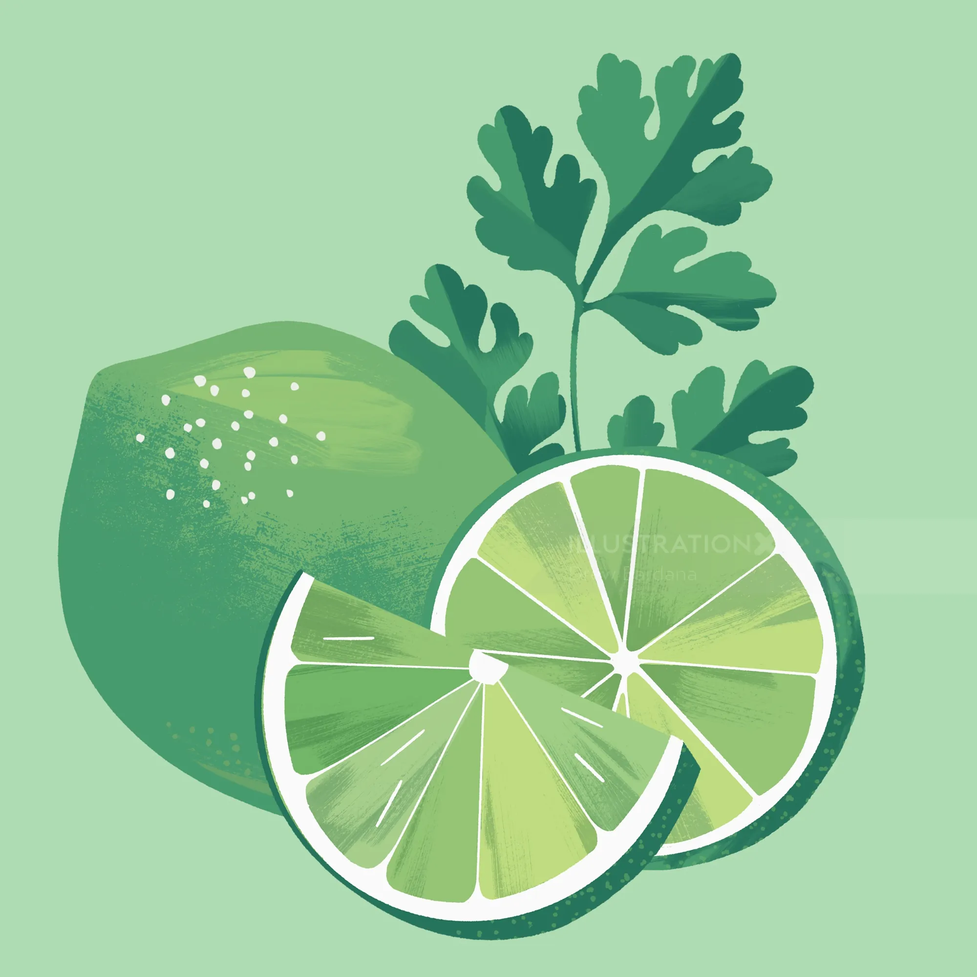Illustration of lime wedges and fresh coriander by Drew Bardana