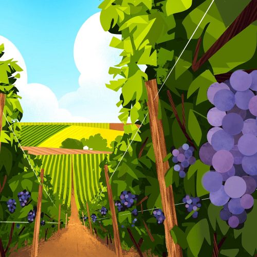 Vineyard rows with purple grapes and a bright sky by Drew Bardana