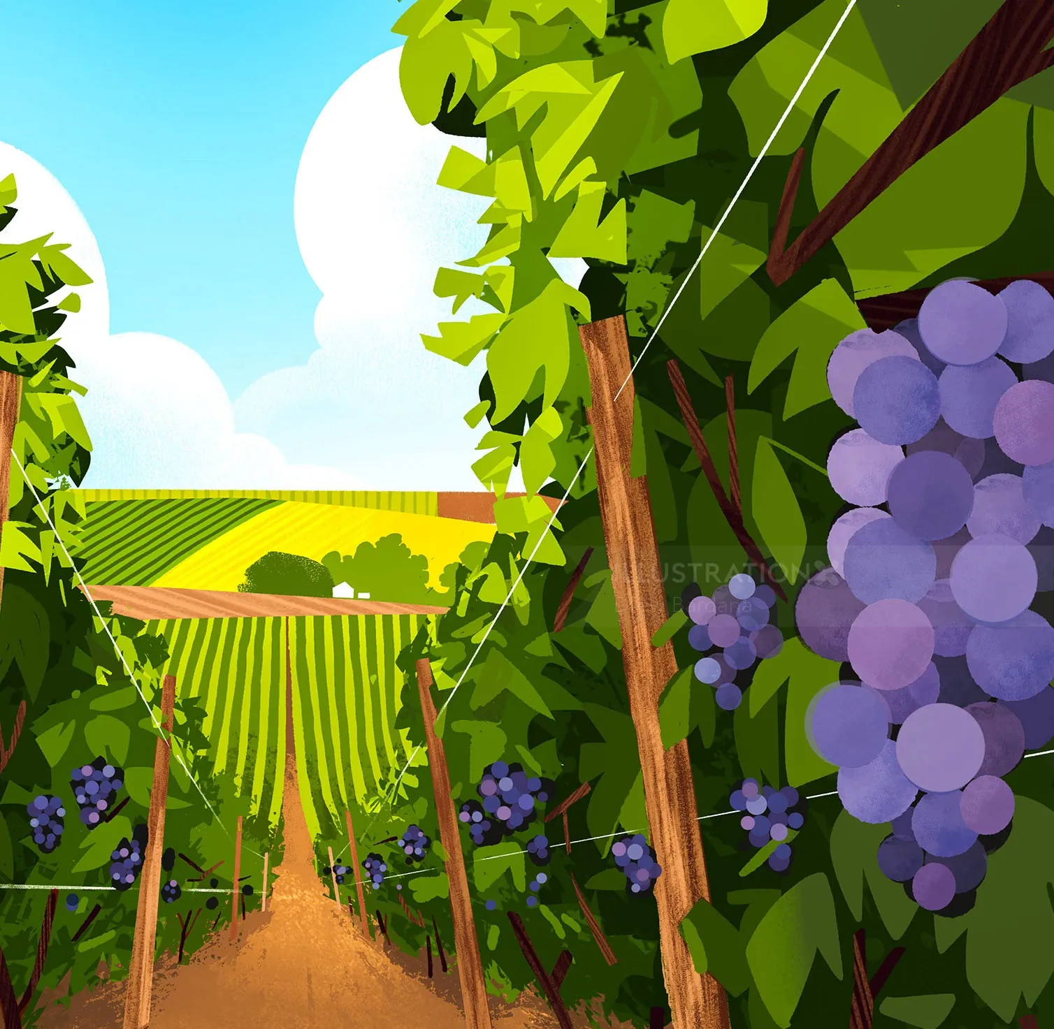 Weinbergreihen mit violetten Trauben und strahlend blauem Himmel von Drew Bardana