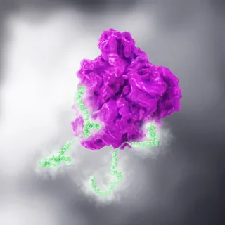 3D molecular visualization of a purple protein interacting with a green DNA strand by Eberhard Reima