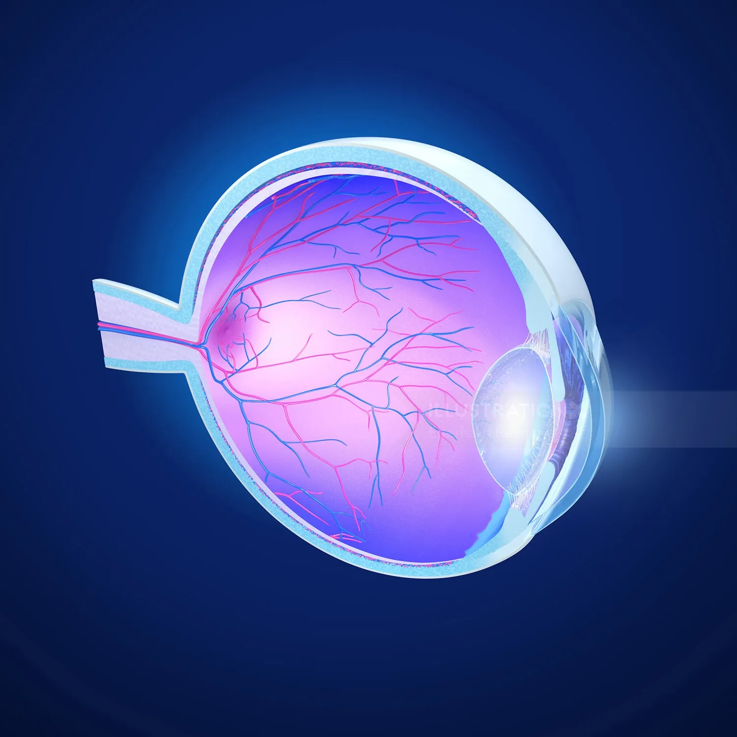 3D illustration of human eye anatomy by Eberhard Reimann
