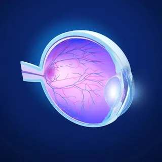 3D illustration of human eye anatomy by Eberhard Reimann