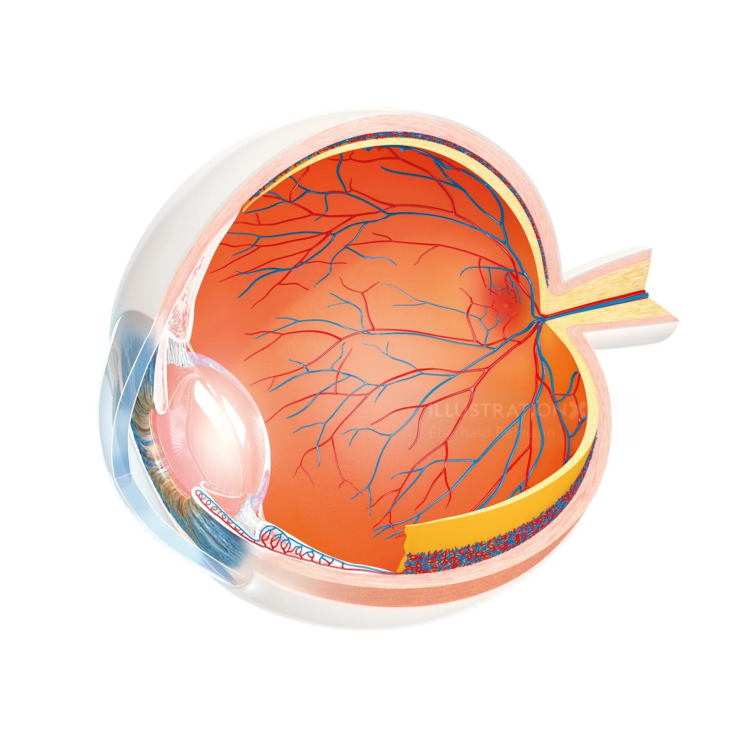 Anatomical drawing of human eye cross-section, illustration by Eberhard Reimann