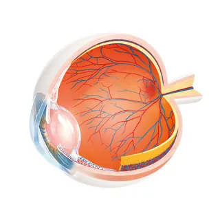 Anatomical drawing of human eye cross-section, illustration by Eberhard Reimann