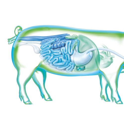 Anatomical illustration of pig digestive system by Eberhard Reimann