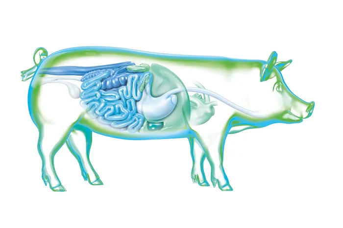 Anatomical illustration of pig digestive system by Eberhard Reimann