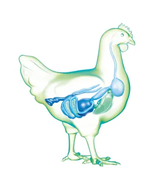 Illustration of hen's internal digestive system by Eberhard Reimann