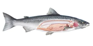 Anatomical cross-section of a salmon fish showing internal organs by Eberhard Reimann