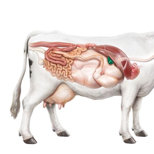Anatomical illustration of cow digestive system by Eberhard Reimann