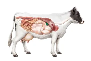 Anatomical illustration of cow digestive system by Eberhard Reimann