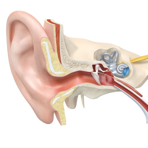 Anatomical cross-section of the human ear with labeled outer, middle, and inner ear parts.
