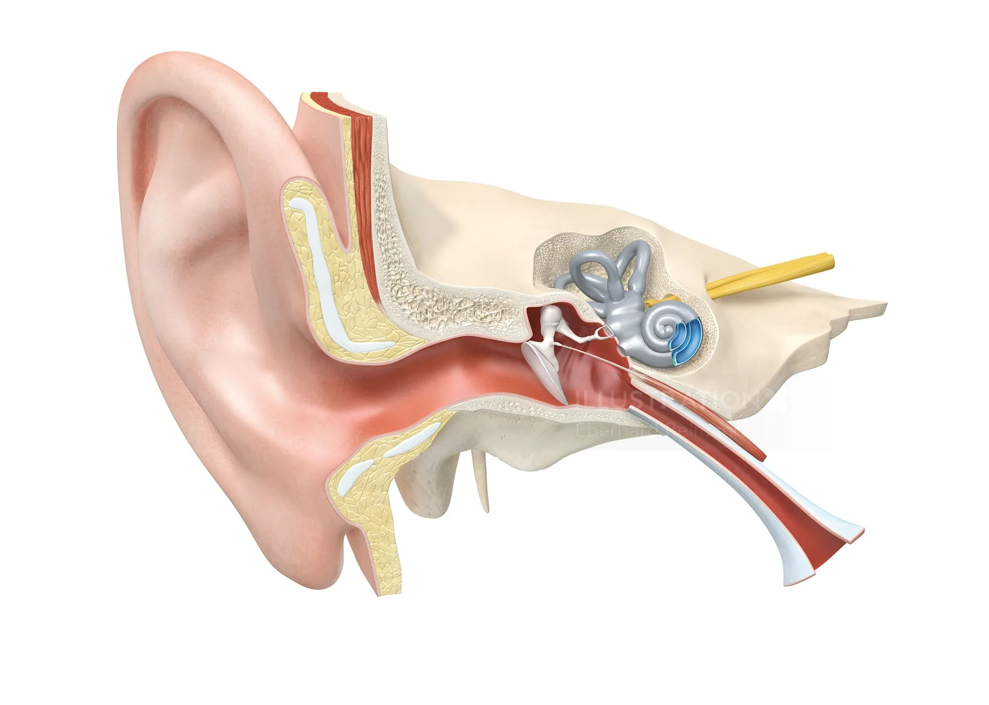 Anatomical cross-section of the human ear with labeled outer, middle, and inner ear parts.
