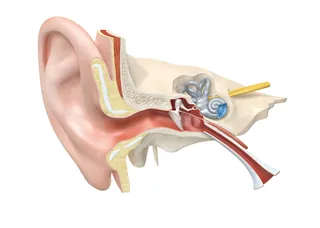 Anatomical cross-section of the human ear with labeled outer, middle, and inner ear parts.