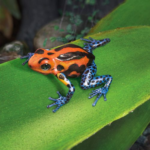 Bright orange and blue poison dart frog on a large green leaf