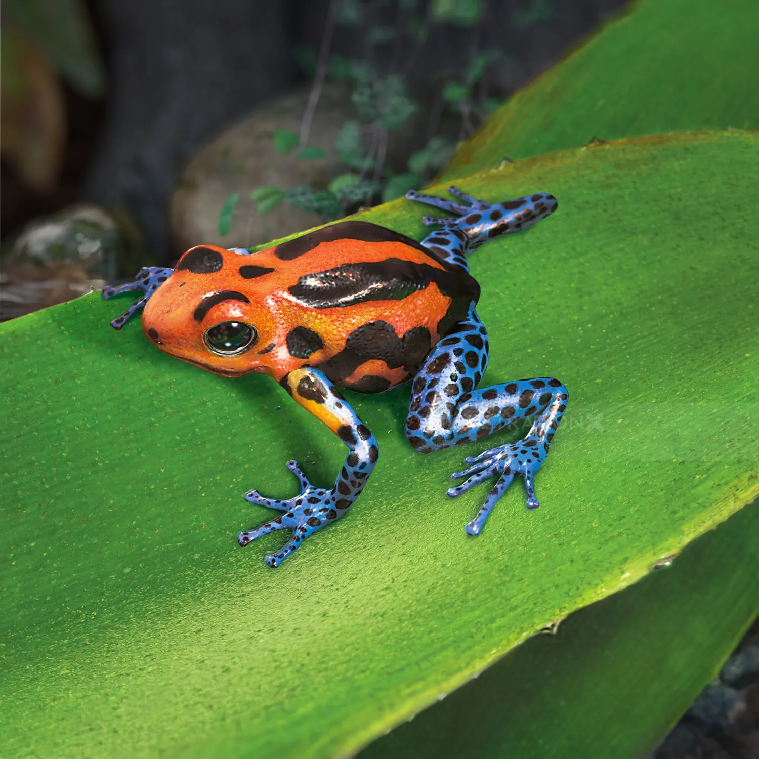Bright orange and blue poison dart frog on a large green leaf