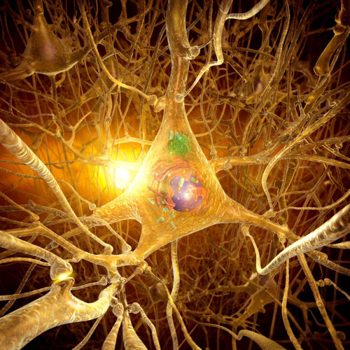 Nerve cell | Medical illustration collection