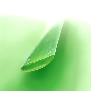 Aloe vera sliced design
