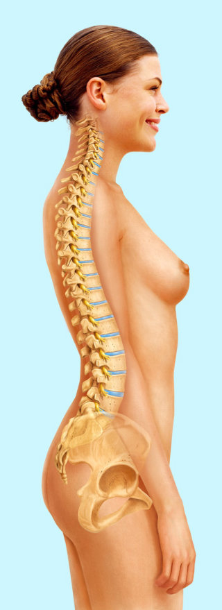 Espinha dorsal da mulher | Coleção de ilustrações médicas