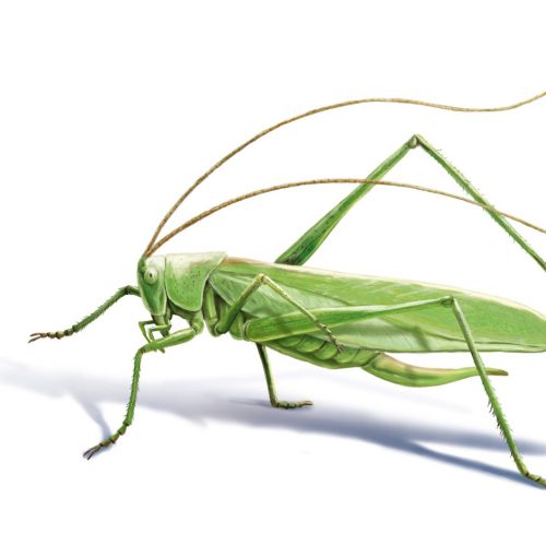 3d Grasshopper design

