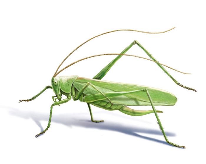 3d Grasshopper design
