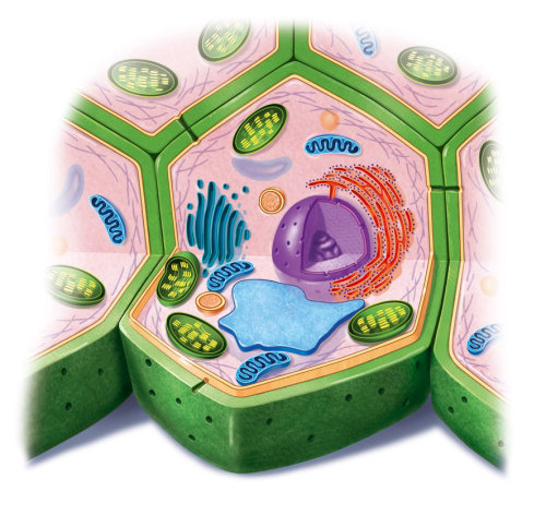 Conception de la cellule végétale