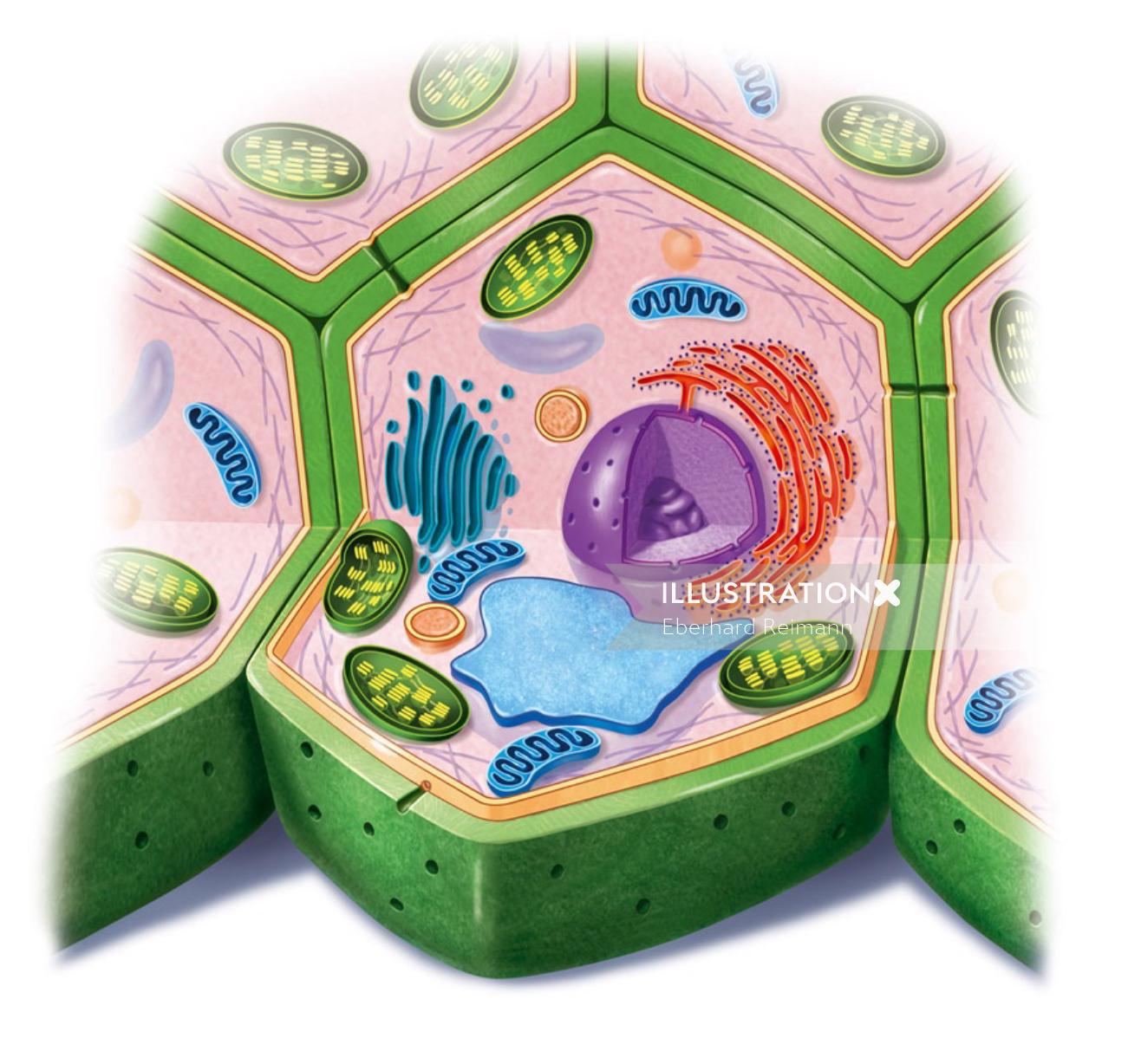 Design of Plant Cell
