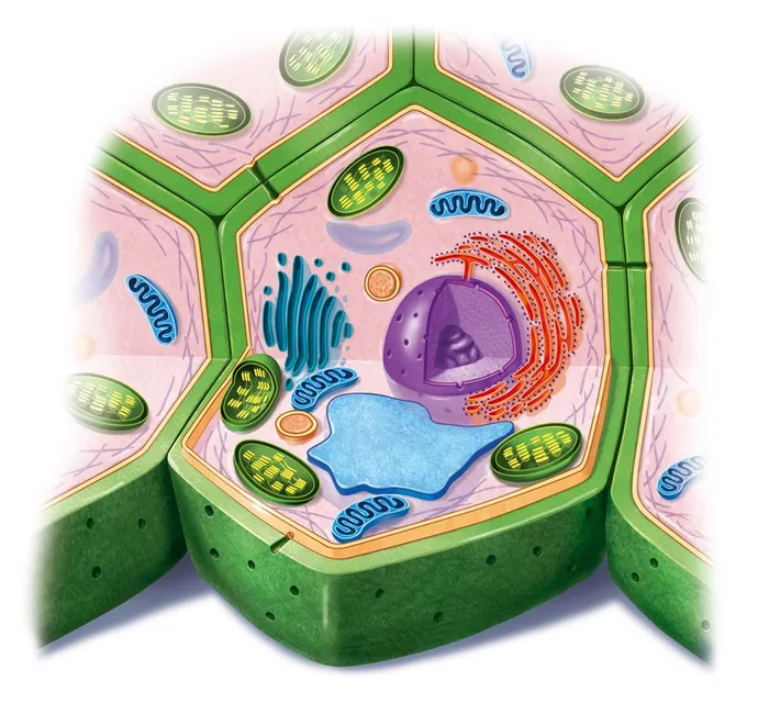 Design of Plant Cell
