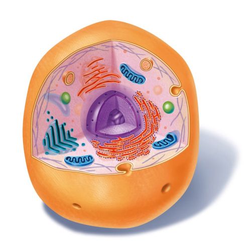 Human cell | Medical illustration collection