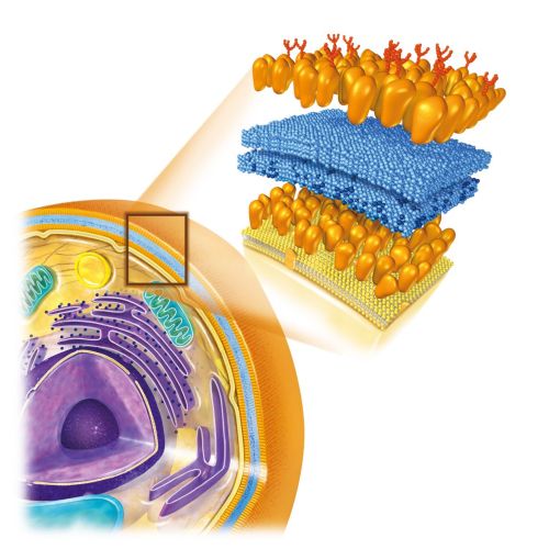 Illustration of cell membrane structure with lipid bilayer and proteins by Eberhard Reimann