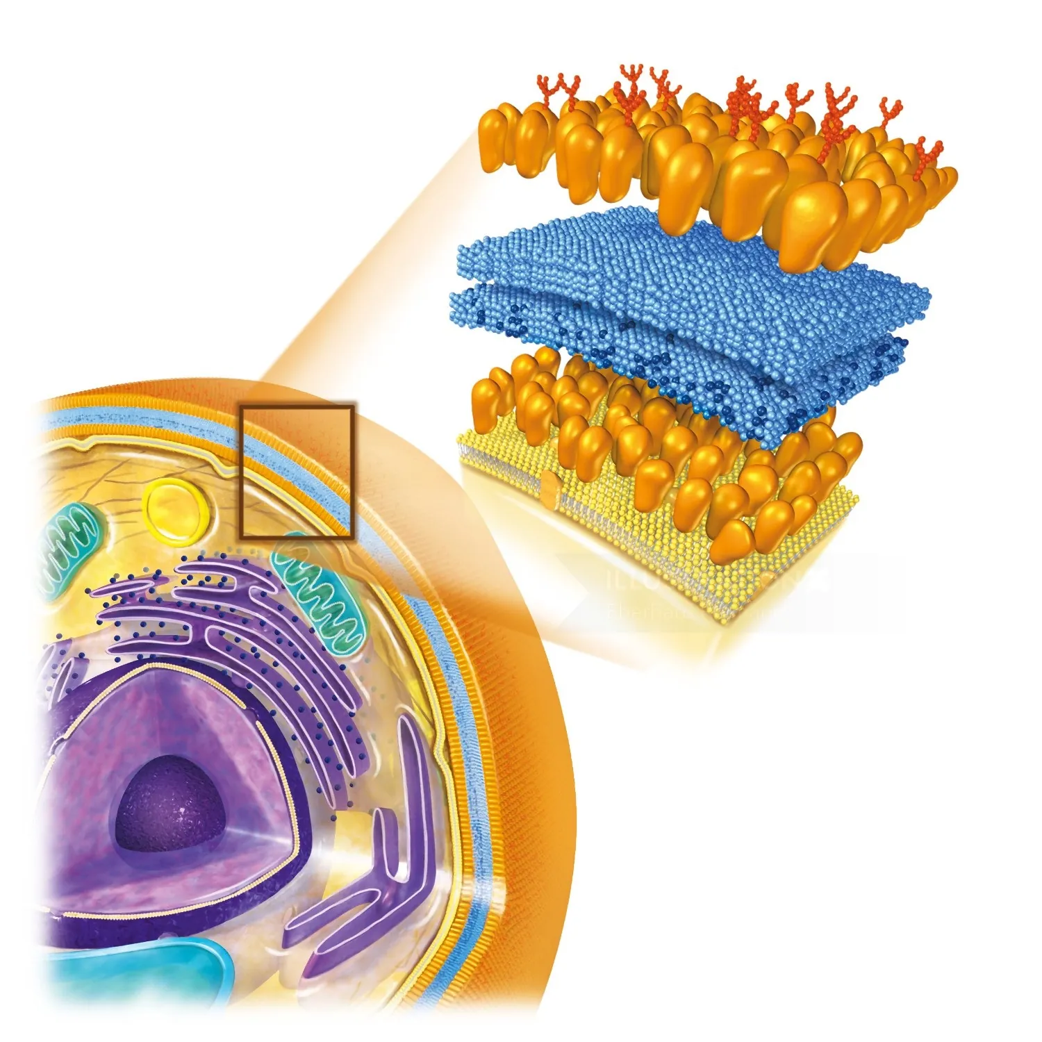 Illustration of cell membrane structure with lipid bilayer and proteins by Eberhard Reimann