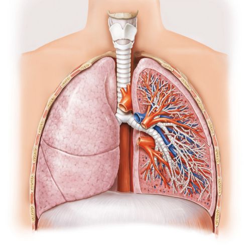 Lungs | Medical illustration collection