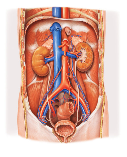 Anatomy of kidney| Medical illustration collection
