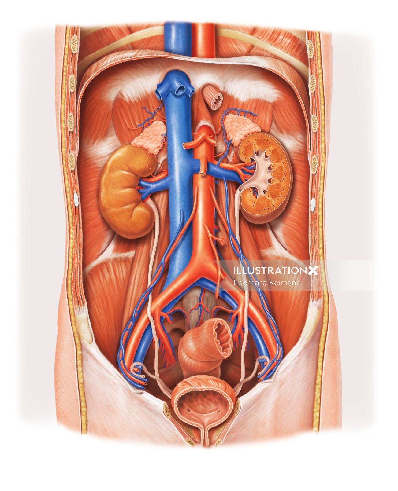 Anatomy of kidney| Medical illustration collection
