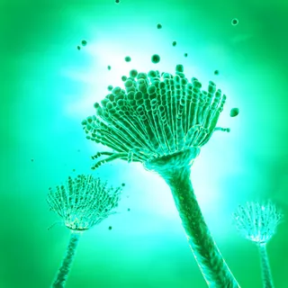 Microscopic image of green algae structures glowing brightly by Eberhard Reimann