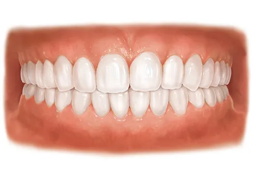 Teeth | Medical illustration collection
