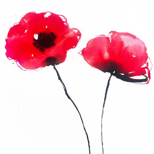 Red poppy flowers watercolor botanical drawing by Elise Lee