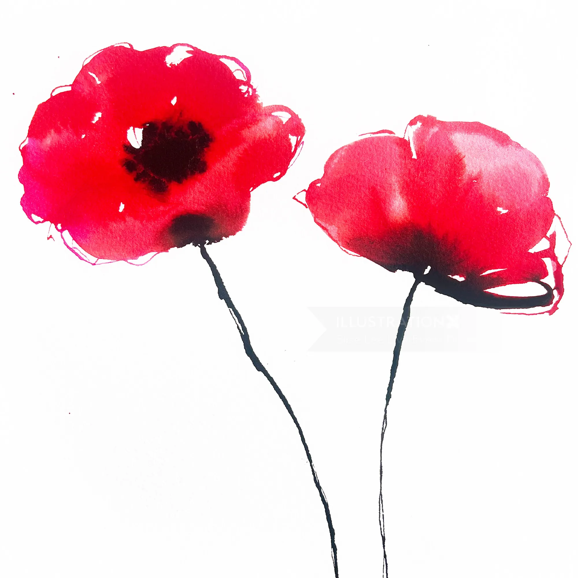 Red poppy flowers watercolor botanical drawing by Elise Lee