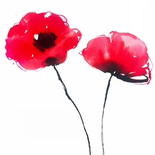Red poppy flowers watercolor botanical drawing by Elise Lee