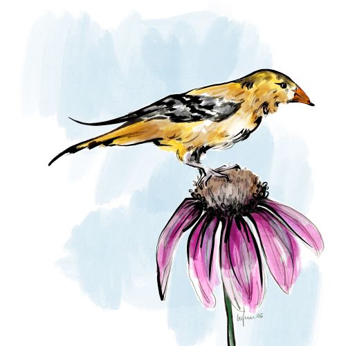 Yellow bird on purple coneflower watercolor illustration