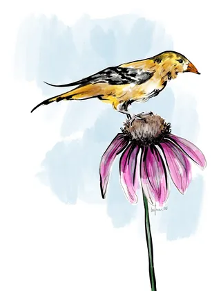 Yellow bird on purple coneflower watercolor illustration