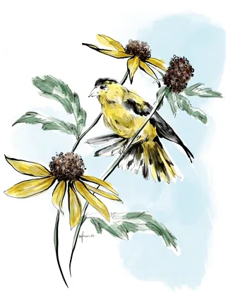 Yellow bird sitting on a flowering plant with yellow petals and green leaves