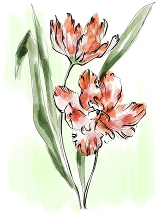 Watercolor painting of orange tulips with green leaves