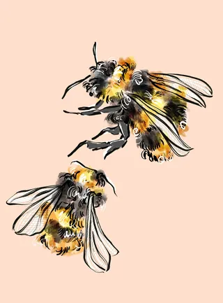 Two detailed bumblebees with yellow and black fuzzy bodies on light background