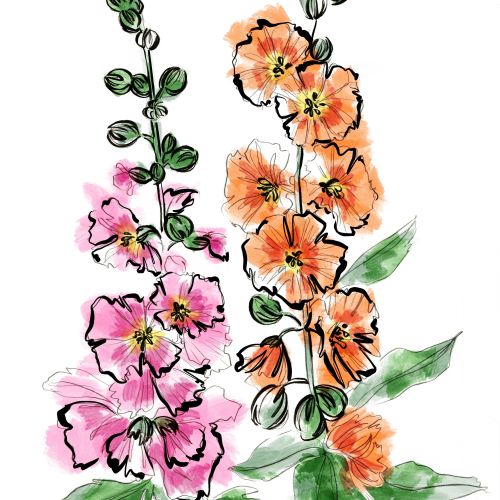 Pink and orange hollyhock flowers illustration with green leaves