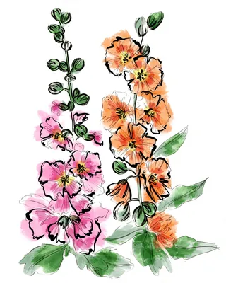 Pink and orange hollyhock flowers illustration with green leaves